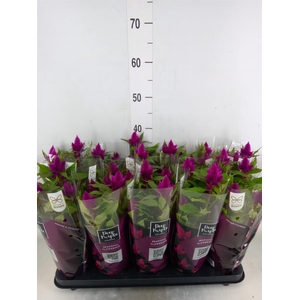 Celosia spic. 'Deep Purple'