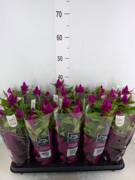 <h4>Celosia spic. 'Deep Purple'</h4>