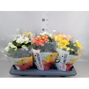 Begonia elat. DU   ...mix