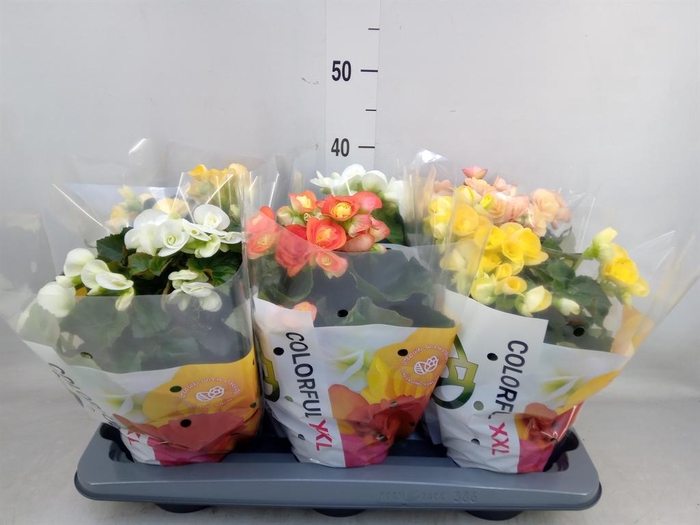 <h4>Begonia elat. DU   ...mix</h4>