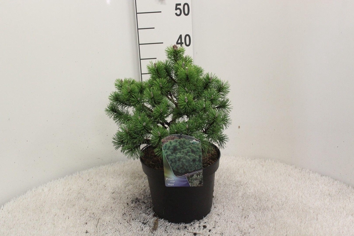 <h4>Pinus mugo 'Mops' P23 potgekweekt</h4>