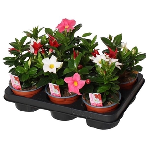Mandevilla Rio gemengd