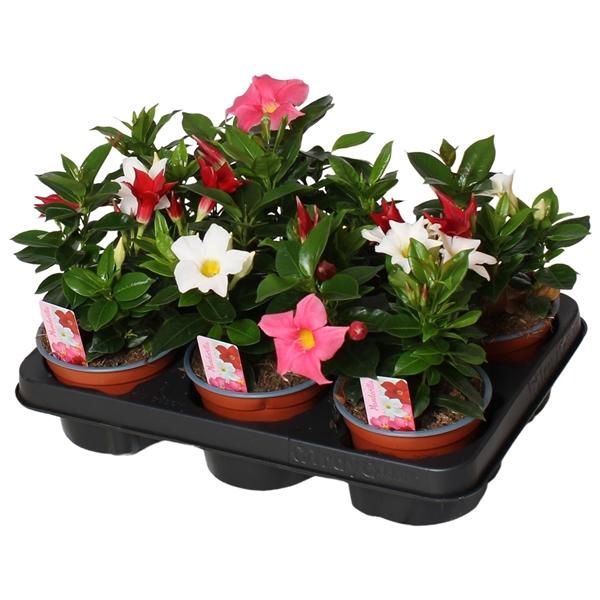 <h4>Mandevilla Rio gemengd</h4>