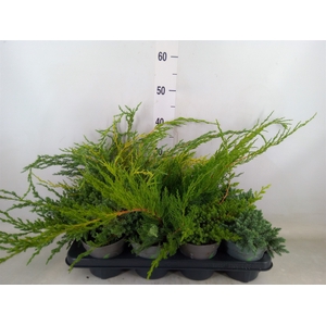 Juniperus   ...