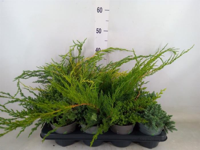 <h4>Juniperus   ...</h4>