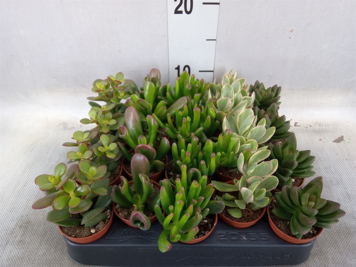 <h4>Crassula   ...mix</h4>