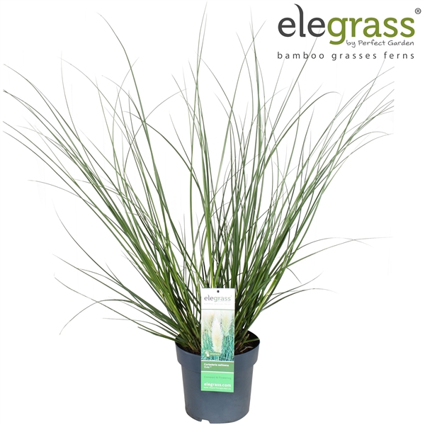 <h4>Cortaderia selloana 'Evita' P23</h4>