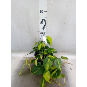 Philodendron scand. 'Brasil'