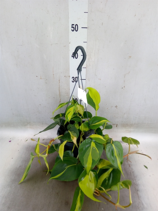 <h4>Philodendron scand. 'Brasil'</h4>