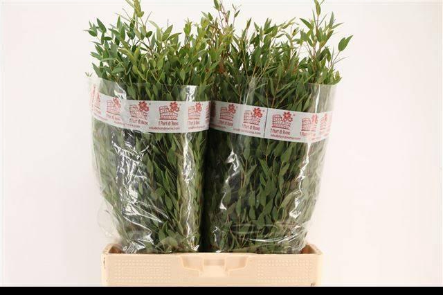 <h4>EUC PARVIFOLIA P BS</h4>