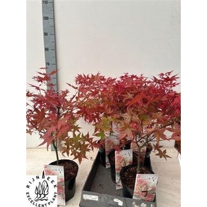 Acer palmatum 'Deshojo'