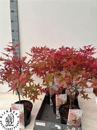 <h4>Acer palmatum 'Deshojo'</h4>