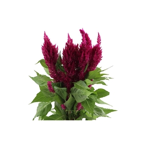 Celosia Sunday Purple Super