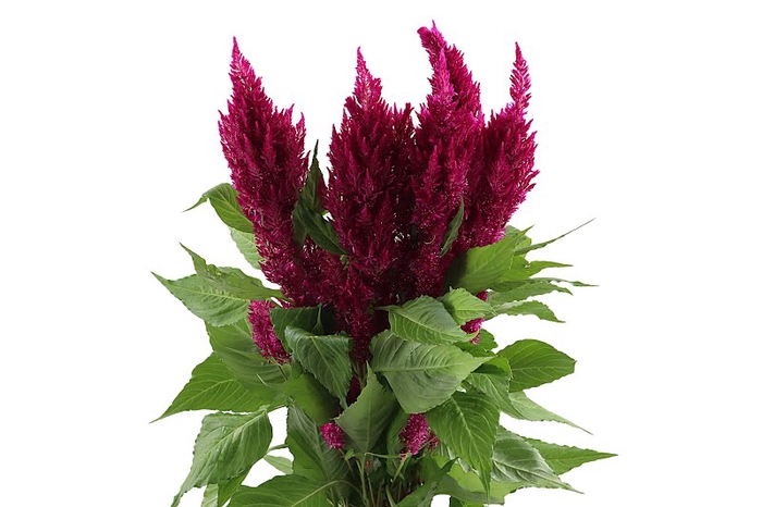 Celosia Sunday Purple Super