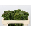 Kaaps Groen Albigreen