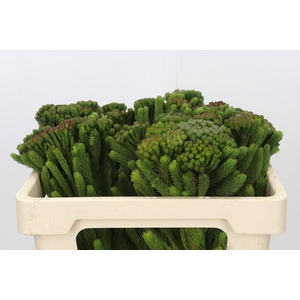 Kaaps Groen Albigreen