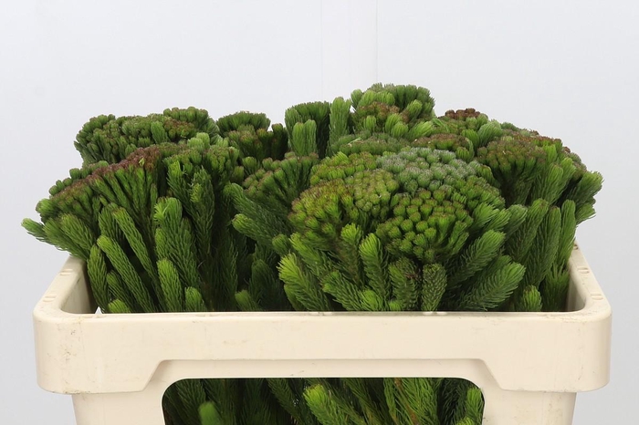 <h4>Kaaps Groen Albigreen</h4>