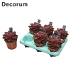 Echeveria Red Ruby (decorum) Decorum+Steker