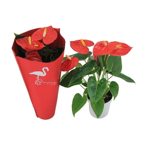 Anthurium XL.10 Mauii Red 9cm met sierhoes