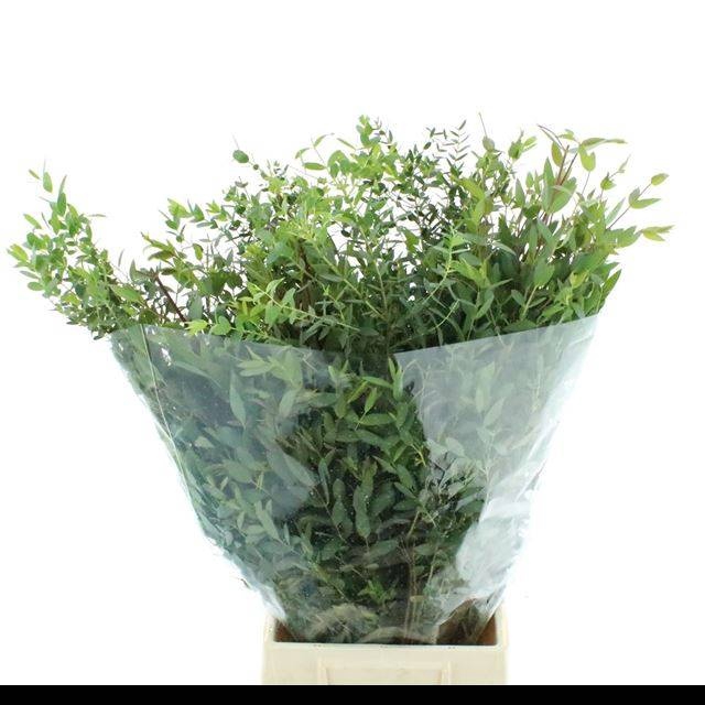 <h4>EUC PARVIFOLIA P BS</h4>