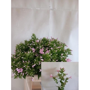PHLOX P MAG P TENDER