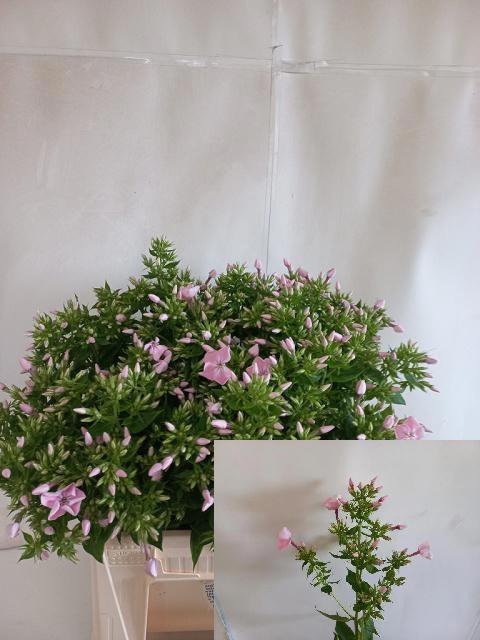 <h4>PHLOX P MAG P TENDER</h4>