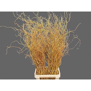 Salix Golden Curls 130 Cm