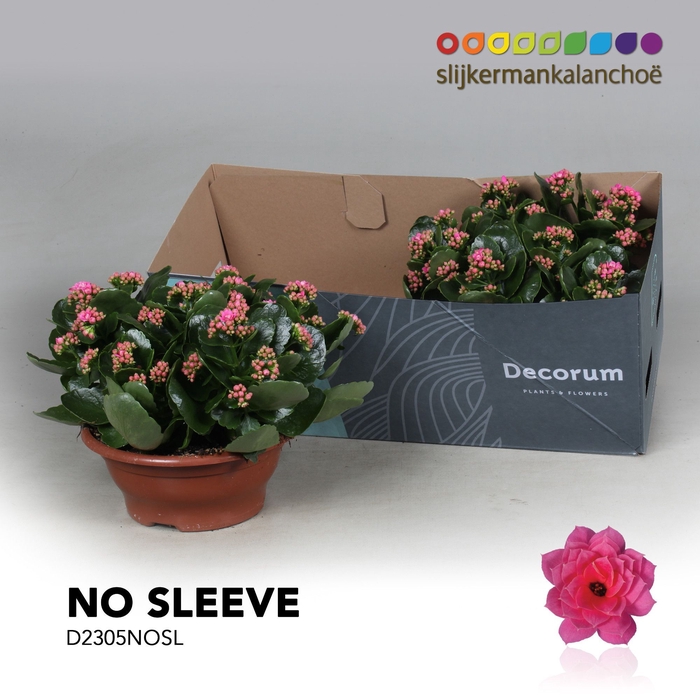 <h4>Kalanchoe No Sleeve - Pink</h4>