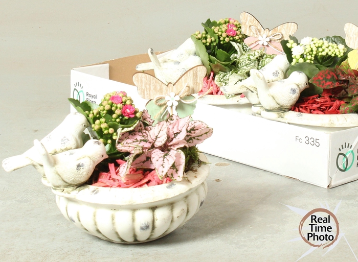 <h4>ARR KAMERPL</h4>