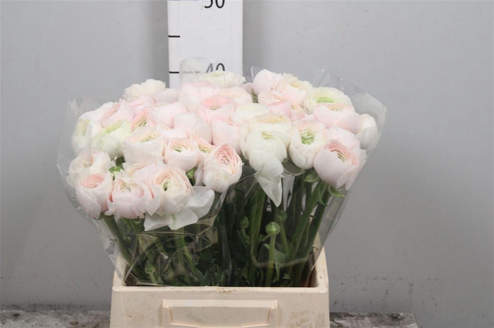 <h4>Ran Cl Su Hanoi Ex</h4>