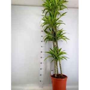 Dracaena fr de 'LemonLime'