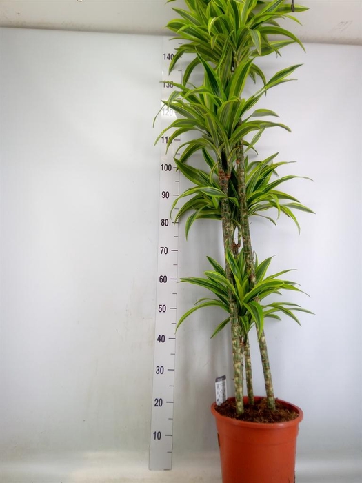 <h4>Dracaena fr de 'LemonLime'</h4>