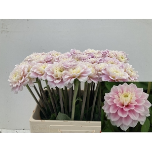 Dahlia Sweet Love Punthuis