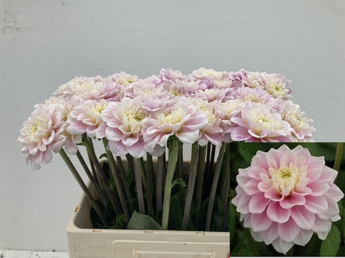 <h4>Dahlia Sweet Love Punthuis</h4>