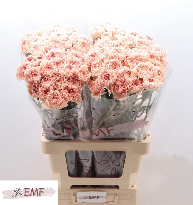 <h4>Dianthus st Noviado</h4>