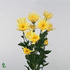 <h4>CHR T DELIANNE YELLO</h4>