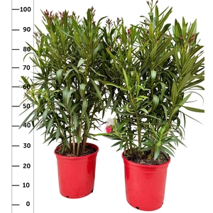 NERI OLEANDER