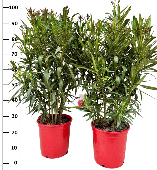 <h4>NERI OLEANDER</h4>