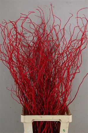 <h4>Salix Tortuosa Red</h4>