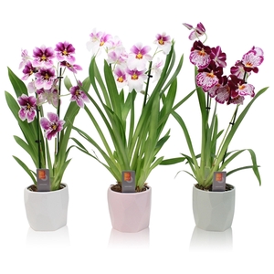 Inca Miltoniopsis mix 2 spike Surfaces ceramic