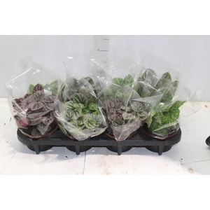 PEPEROMIA CAPERATA VARIADO C13