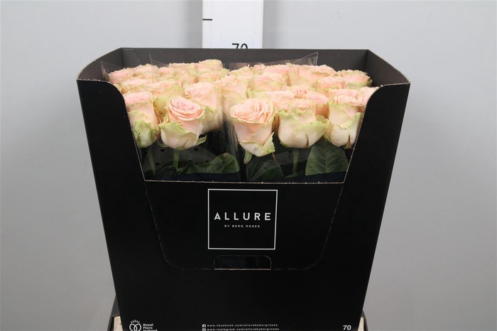 <h4>R Gr Doris Day</h4>