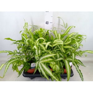 Pteris cretica 'Albolineata'
