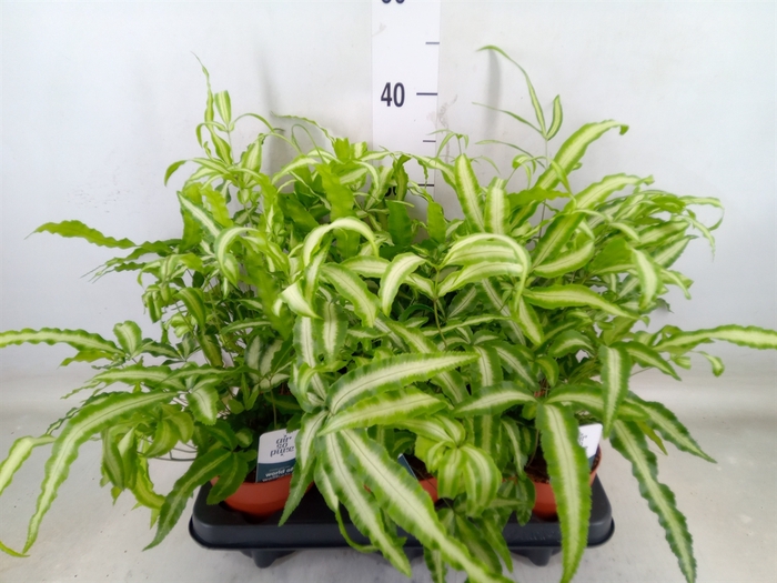 <h4>Pteris cretica 'Albolineata'</h4>
