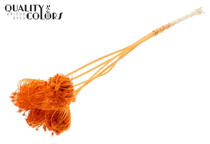 Ammi Majus 4-6cm 5pc/bunch Bleached Orange