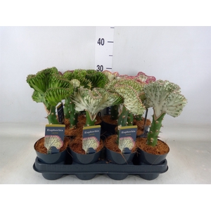 Euphorbia lactea 'Cristata'