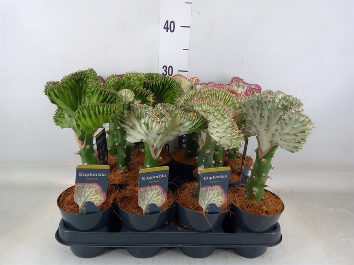 <h4>Euphorbia lactea 'Cristata'</h4>