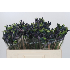 Anigozanthos Celebrations Masquerade