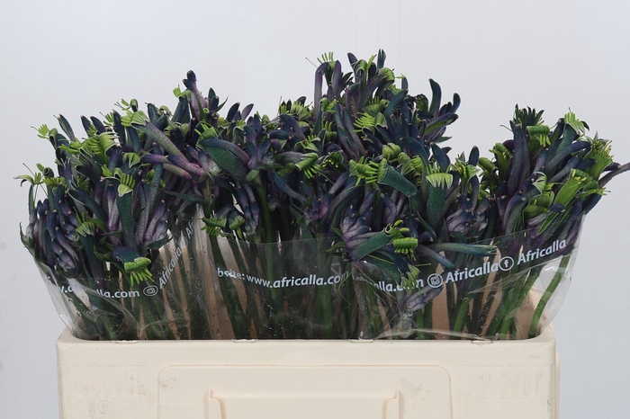<h4>Anigozanthos Celebrations Masquerade</h4>