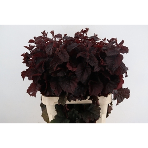 CORYL AV ROTER ZELLE 090CM